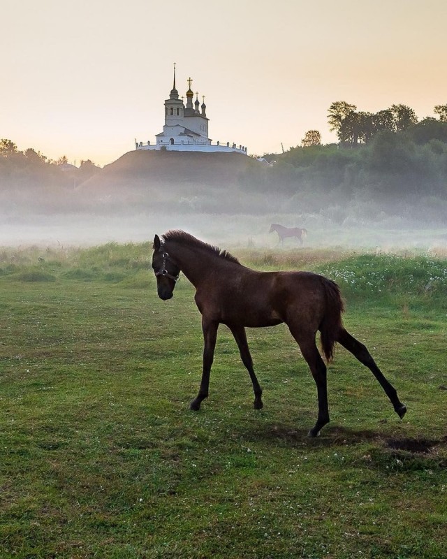 Потягушки