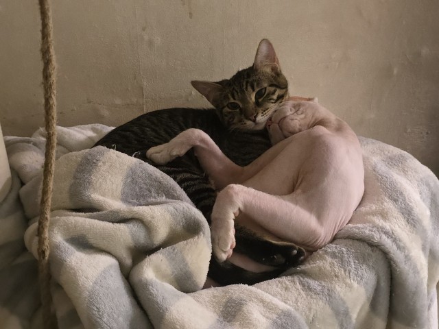 Бааарсик)