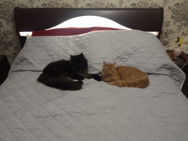 Котовторник удался!