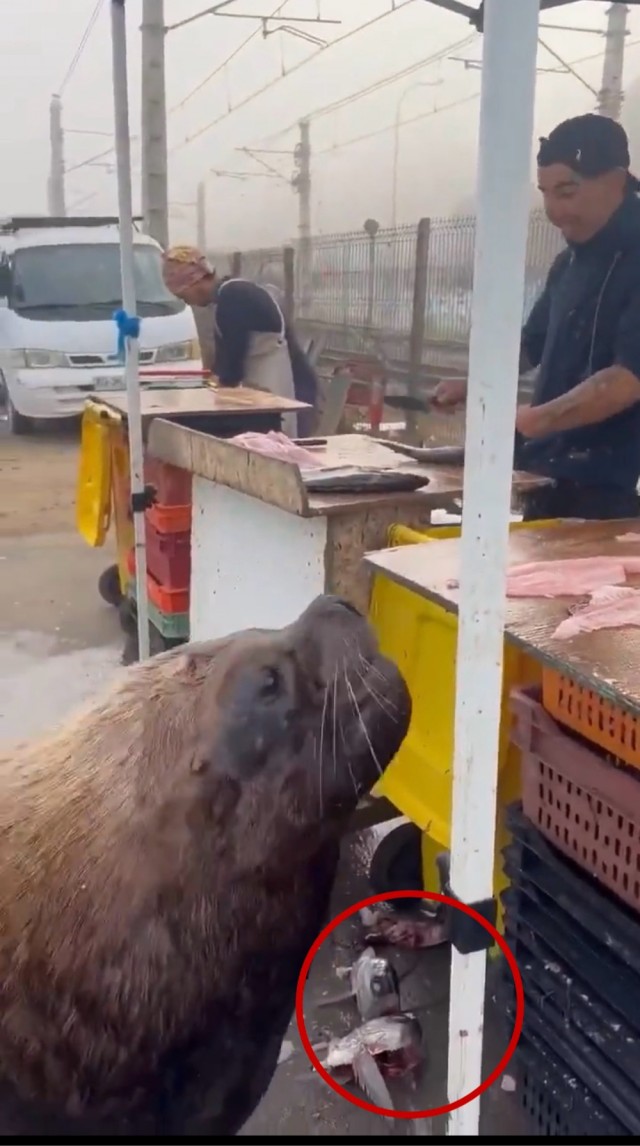 Все котики хотят рыбу!