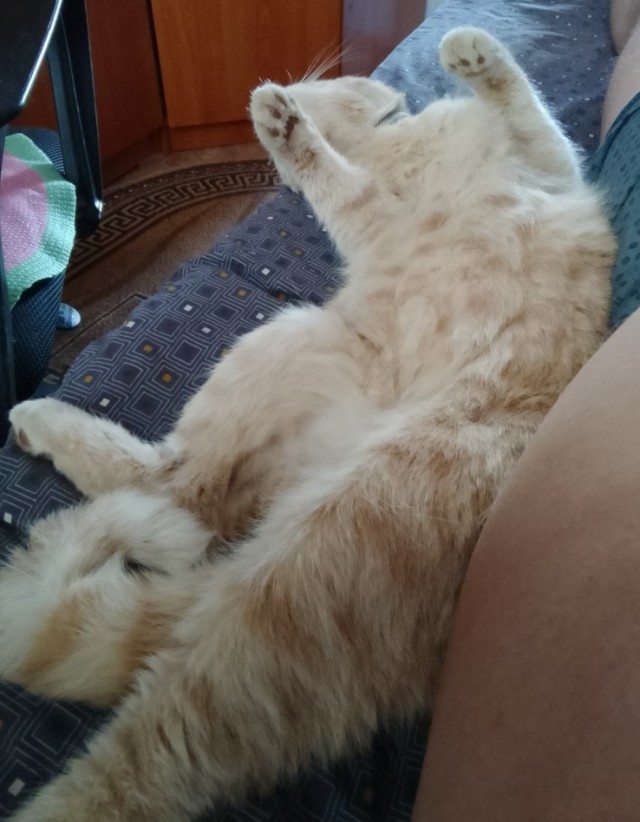 Крымский котик⁠