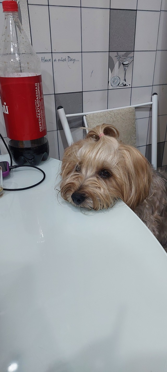 Не кот