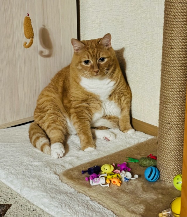 Фотки красивого кота.