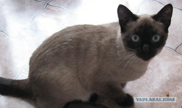 Коты и время