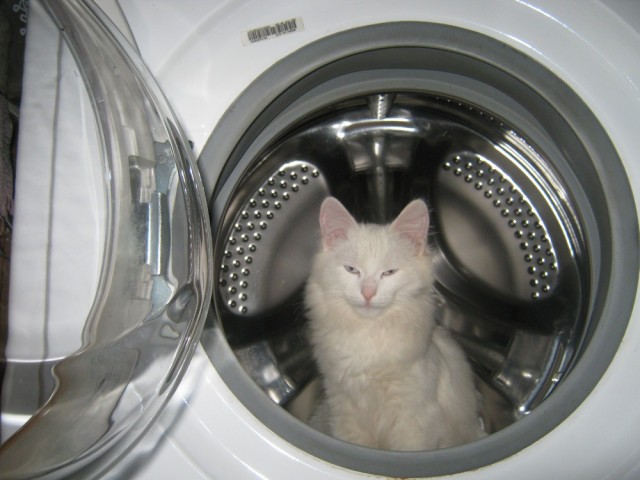 Невыразительные коты