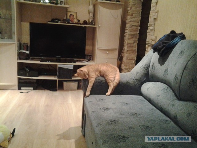 Котовторник   31.12.  2013
