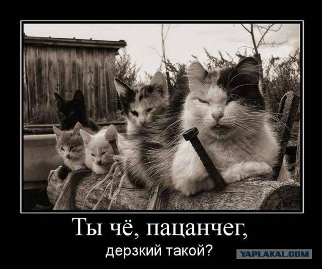 Тема для юмора
