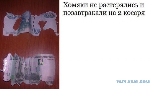 Весёлые картинки. Разбавим будни