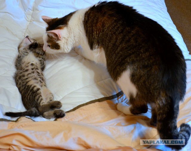 Котовторник  08.04.2014