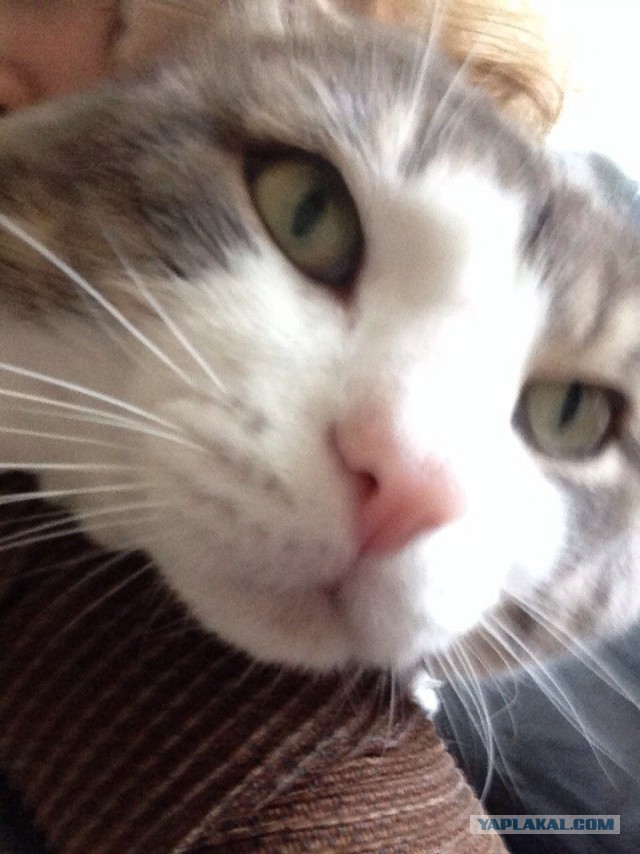 Котовторник 20.05.2014