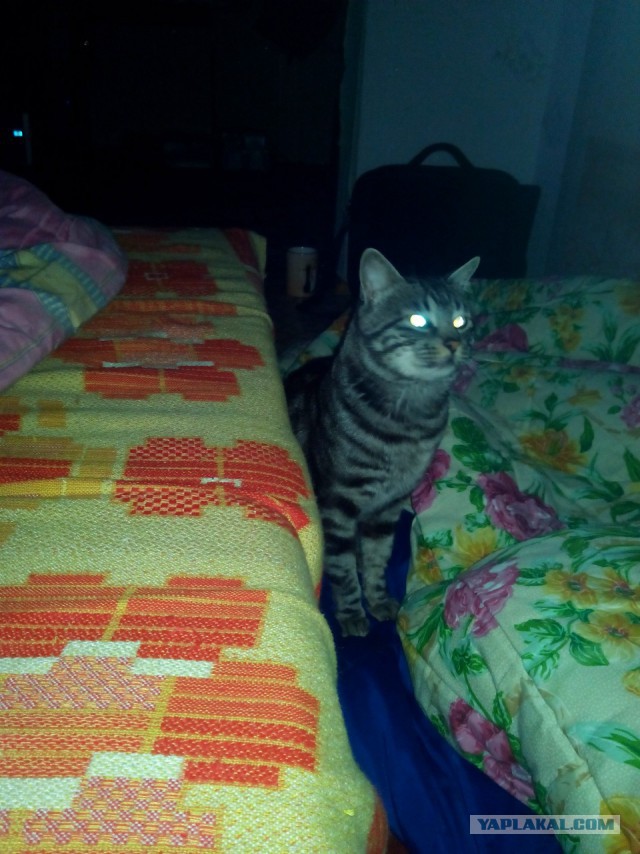 Котовторник 17.06.2014