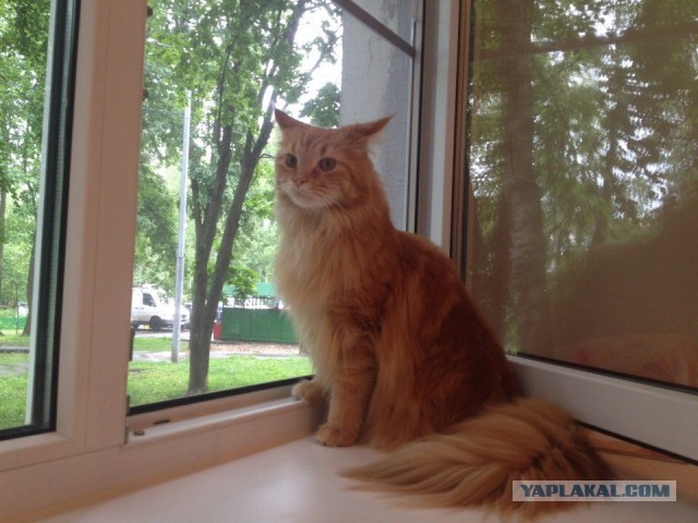 Котовторник 01.07.2014