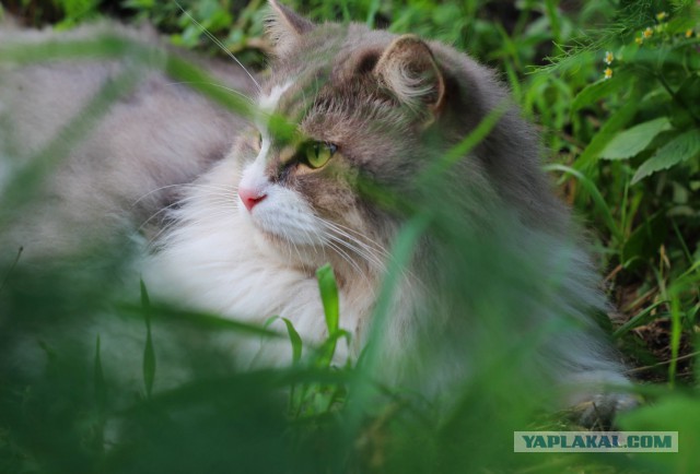 Котовторник 7.10.2014