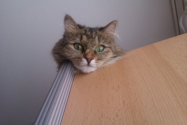 Котовторник 21.10.2014