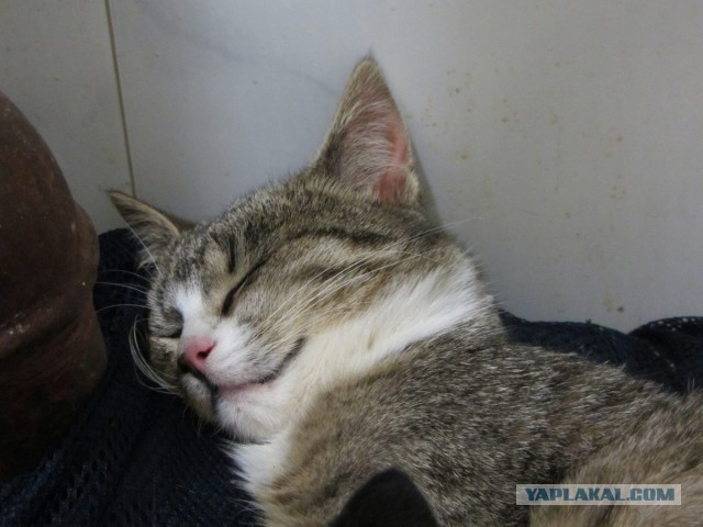 Котовторник 2.12.14