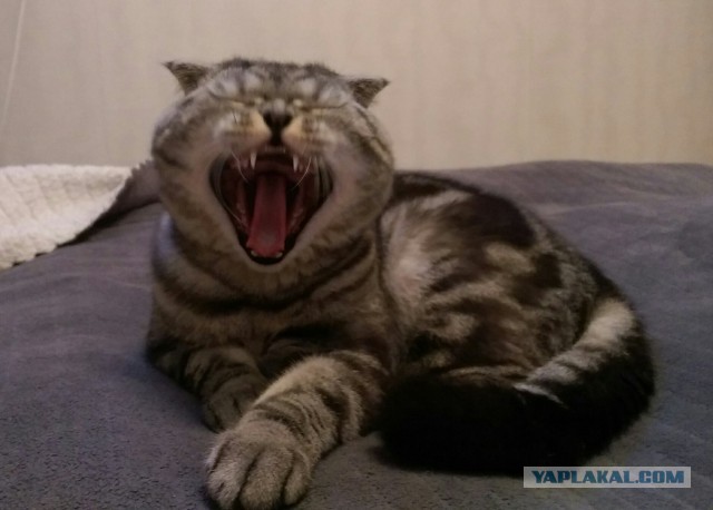 Котовторник 20.01.2015