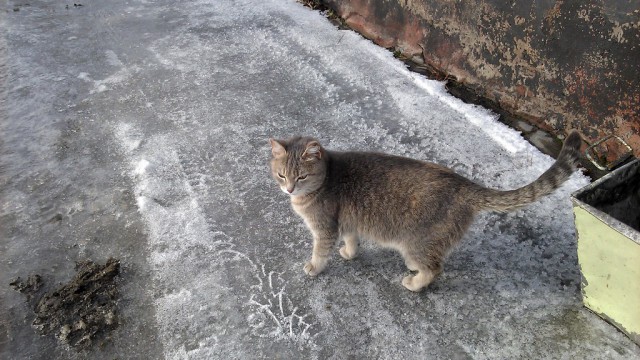 Котовторник уже наступил