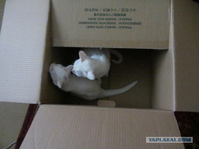 Котовторник 31.03.2015