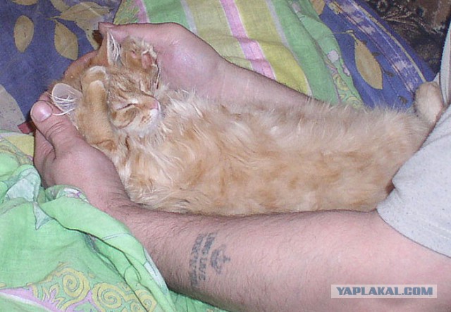 Котовторник
