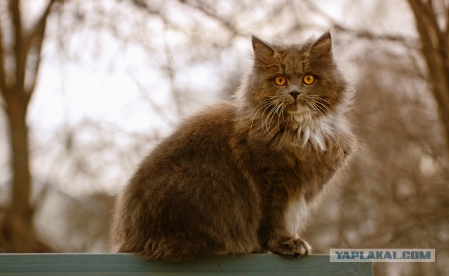 Котовторник