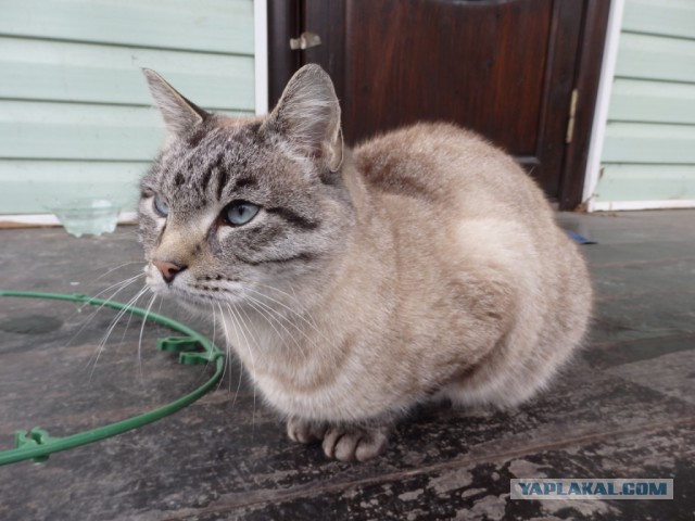 Котовторник 03.11.2015