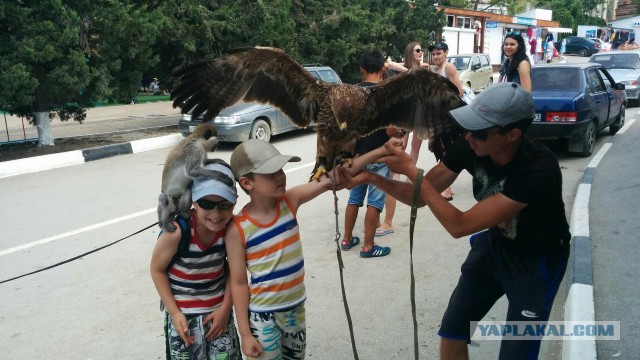 Аферы для туристов с животными в Крыму