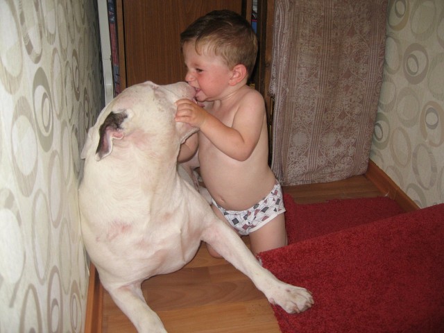 Очень добродушный песик сожрал хозяина