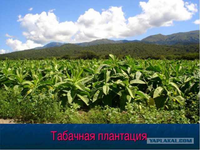 Госдума хочет запретить продажу табака до 21 года