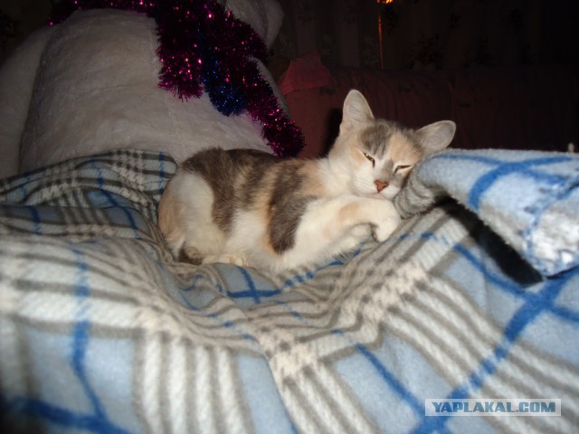 Мой личный котоленд 9