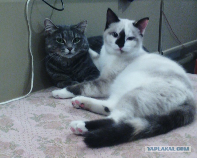 Котовторник 19.01.2016