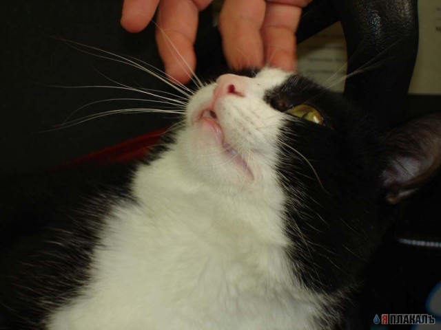 Коты, кошки, котята