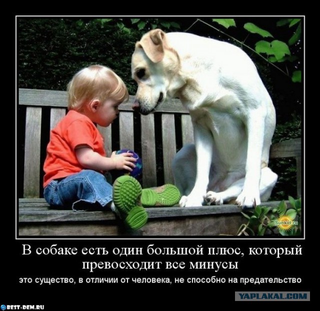 Пёс вернулся домой через 10 лет