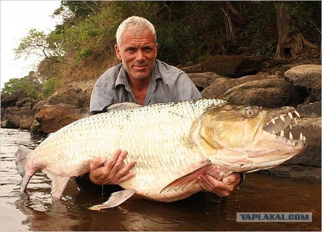 10 самых крупных пресноводных рыб мира