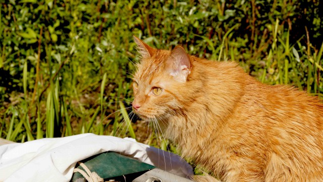 Домашние коты на природе