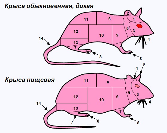 Солярка и шашлык