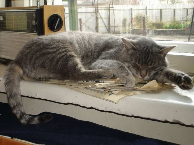 Коты из сети