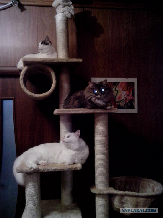 Котовторник 28.02.2017