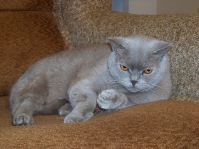 Кошкин день