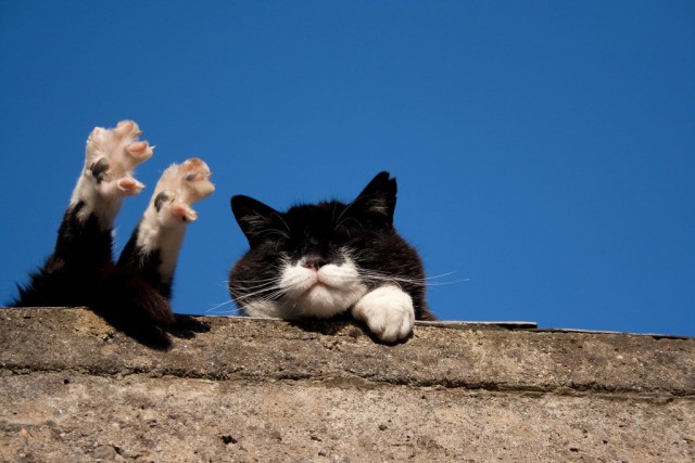 Коты и Кошки