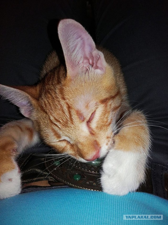 Котовторник 11.07.2017