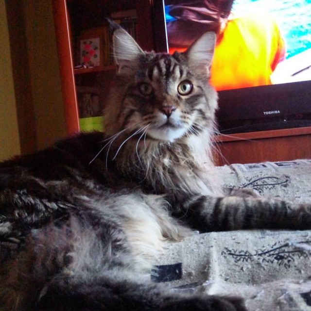 Котовторник  15.08.2017