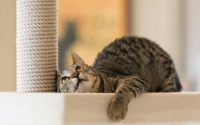 Коты и Кошки