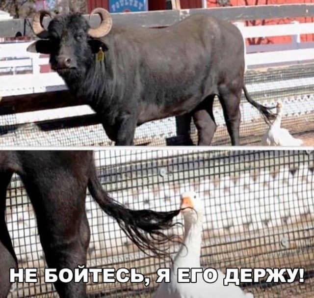Всякая всячина