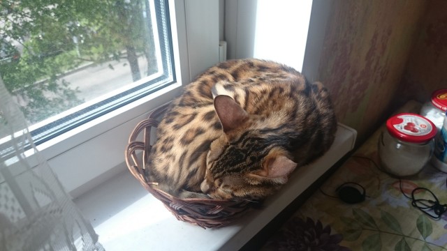 Как спят наши странные коты