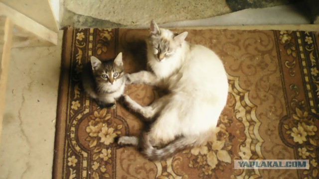 Котовторник  19.12.2017