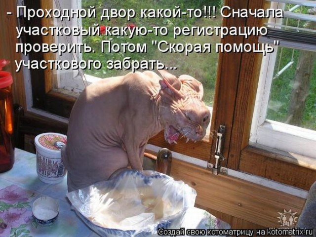 Не верь коту