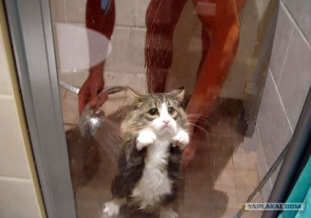 Котовторник на ЯПлакалъ (03.06), котята (31 шт)