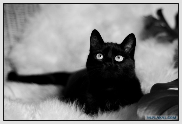 УРРААА ! Котовторник на ЯПлакалъ !