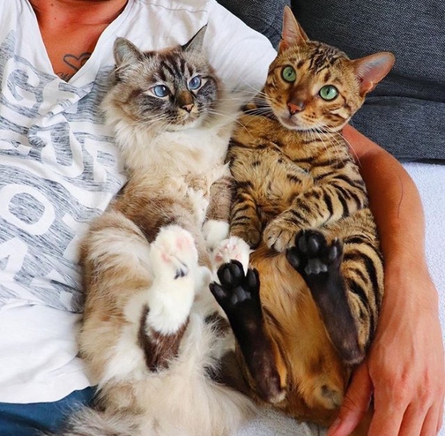 Прикольных котов пост