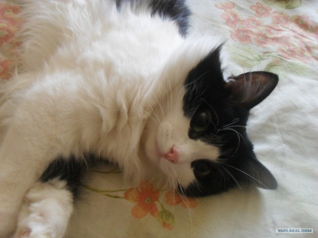 С котовторником !